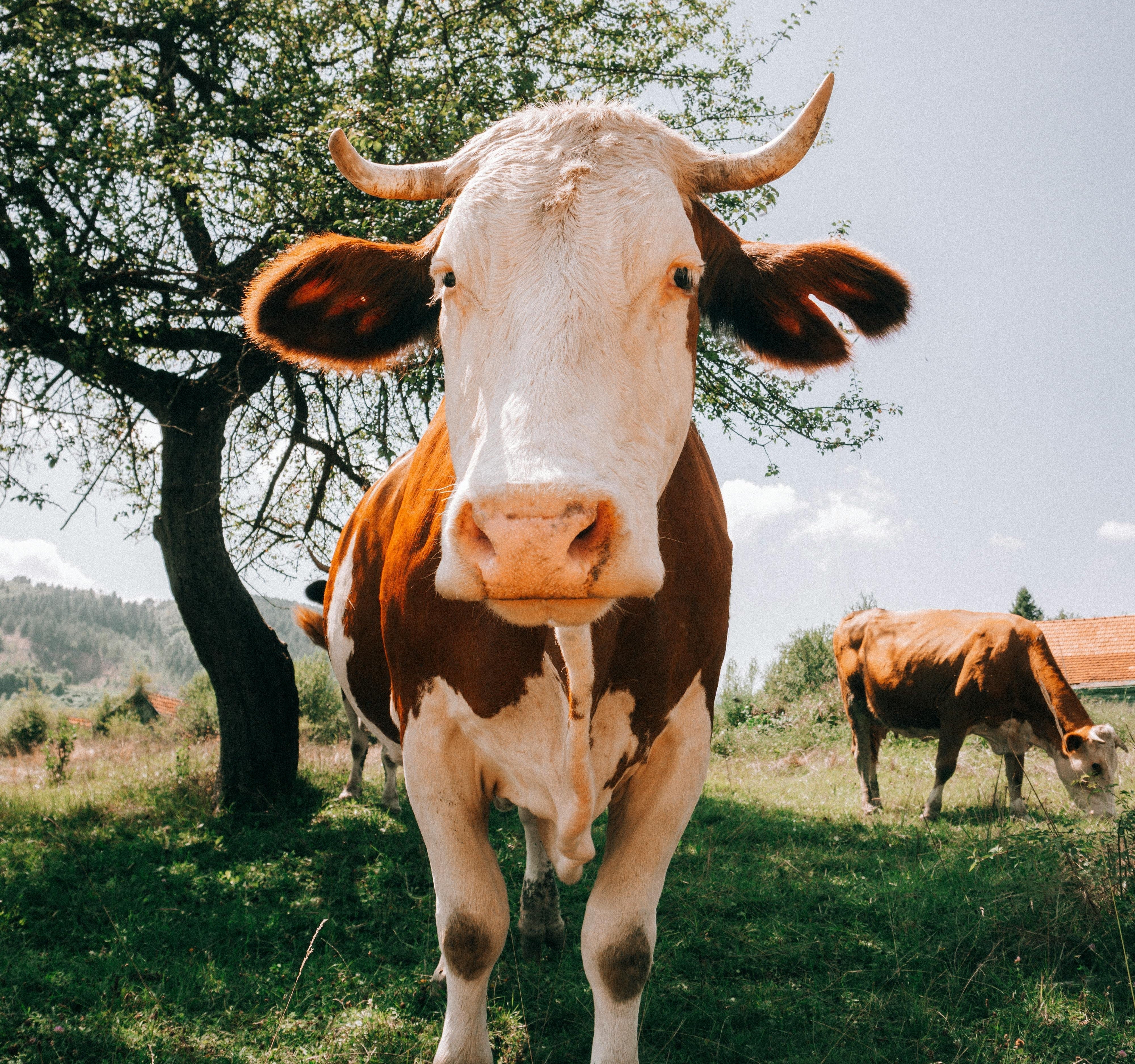 Bovine Colostrum: Health Benefits, Risks, and Uses Explained