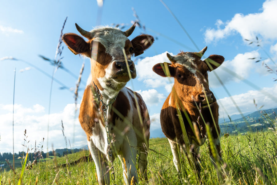 Colostrum Benefits: Essential Insights for Your Health